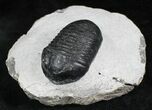 Very D Wenndorfia Trilobite - #27569-2